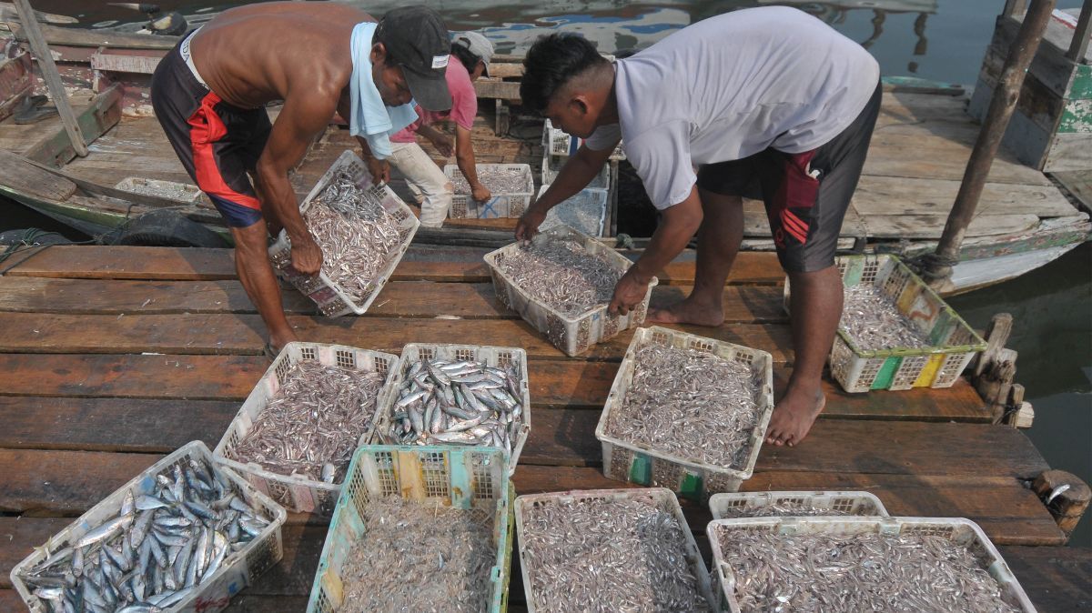 FOTO: Konsumsi Ikan Sarden hingga Teri Cegah 750 Ribu Kematian pada 2050