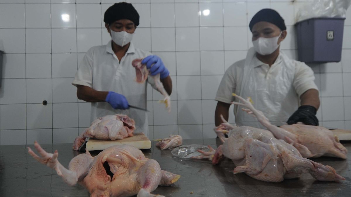 FOTO: Kunjungi Rumah Ayam Potong, Mendag Zulhas: 