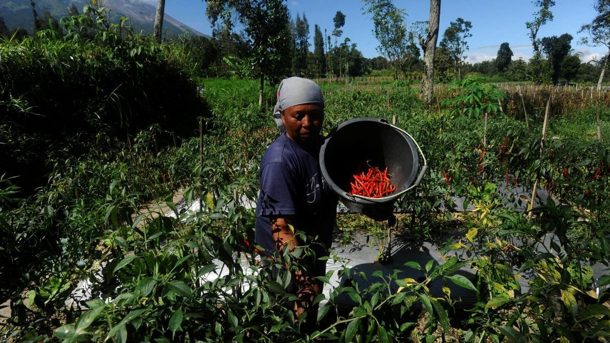 FOTO: Harga Cabai Merah Turun Rp 30 Ribu Seiring Panen Melimpah di Boyolali