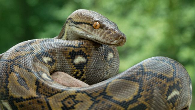 Penampakan Ular Piton 7 Meter Makan Sapi di Polewali Mandar, Ditelan Bulat-Bulat