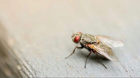 Bukan Pakai Gantungan Plastik Isi Air, Ini Cara Ampuh Usir Lalat dari Meja Makan