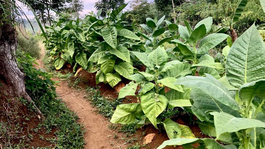 Tangguh Hadapi Ancaman Anomali Cuaca hingga Penyakit, Begini Cara BRIN Dorong Percepatan Produksi Tembakau di Indonesia