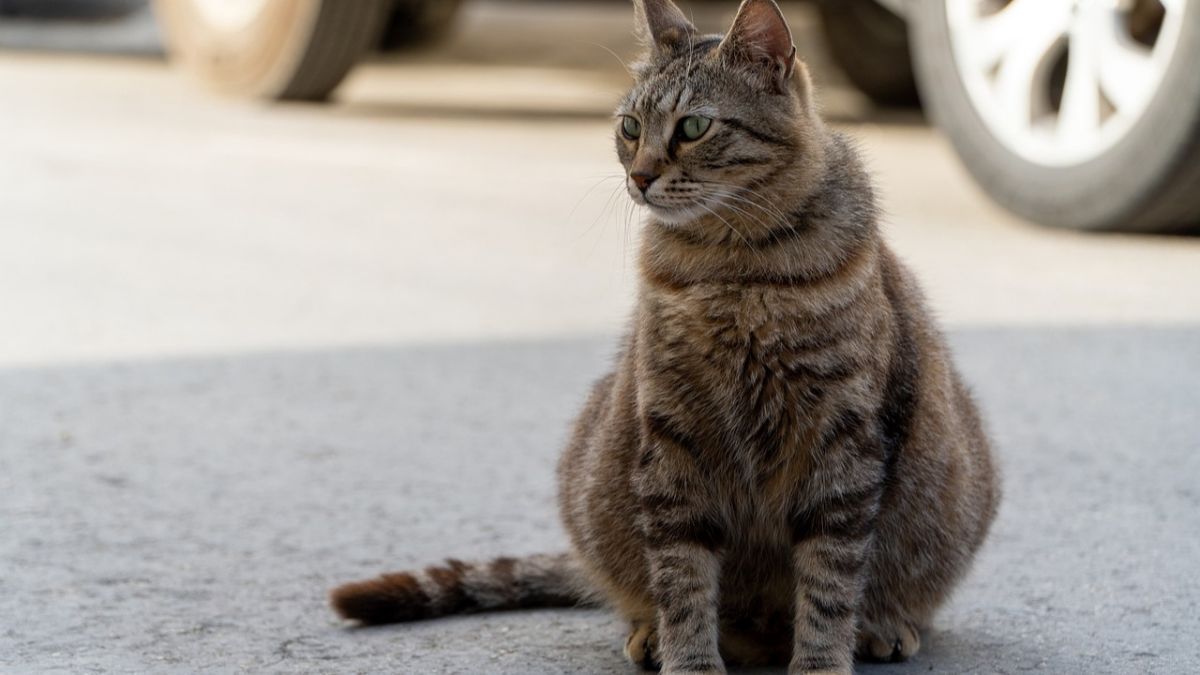 Penyebab Kucing Obesitas, Faktor Genetik hingga Malas Bergerak