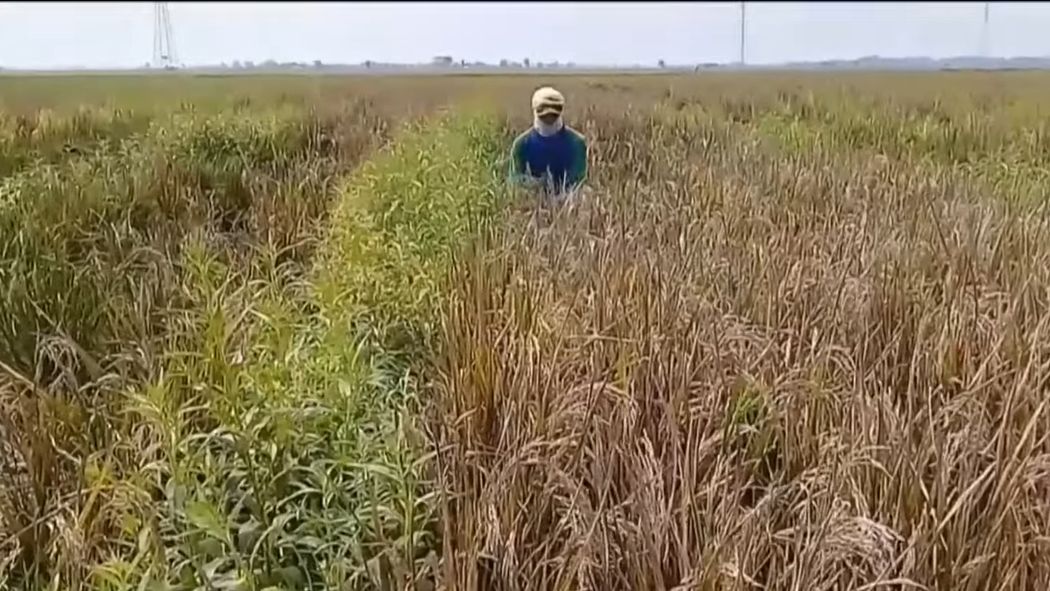 Pilu Petani di Subang Dapati 200 Hektare Sawahnya Mati Mengering, Ternyata Hama Ini Penyebabnya