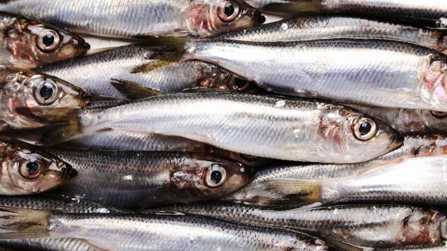 Tak Kalah dari Salmon, Ini 8 Ikan Lokal yang Kaya Omega-3 Cocok untuk Mpasi