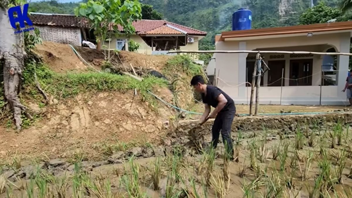 Anak Sukses jadi Penyanyi & Kaya Raya, Sang Ayah Tak Gengsi Nyangkul di Sawah