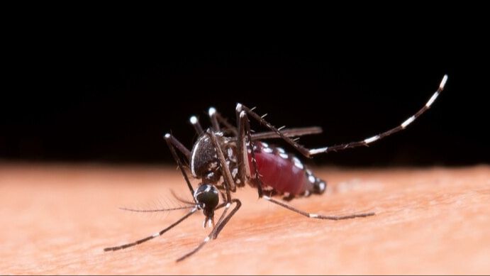 Ketahui Perbedaan antara Nyamuk Aedes Aegypti dan Aedes Albopictus yang Jadi Penyebab DBD