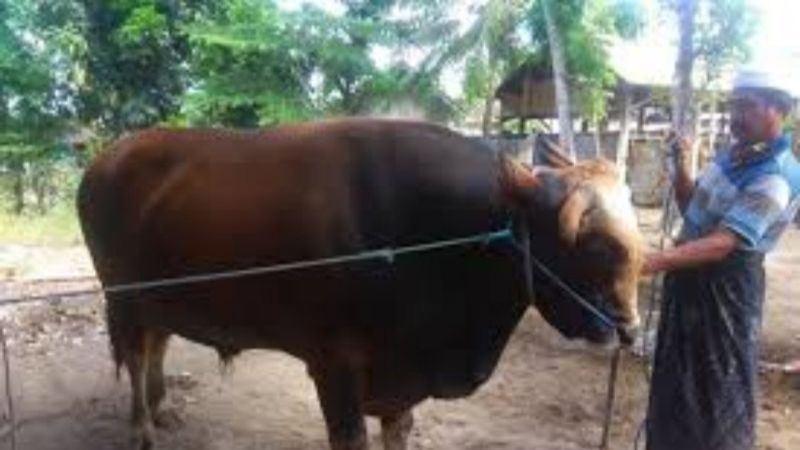 Penampakan Sapi Seberat 1,057 Ton Rp 155 Juta Sumbangan Presiden Jokowi ke Warga NTB