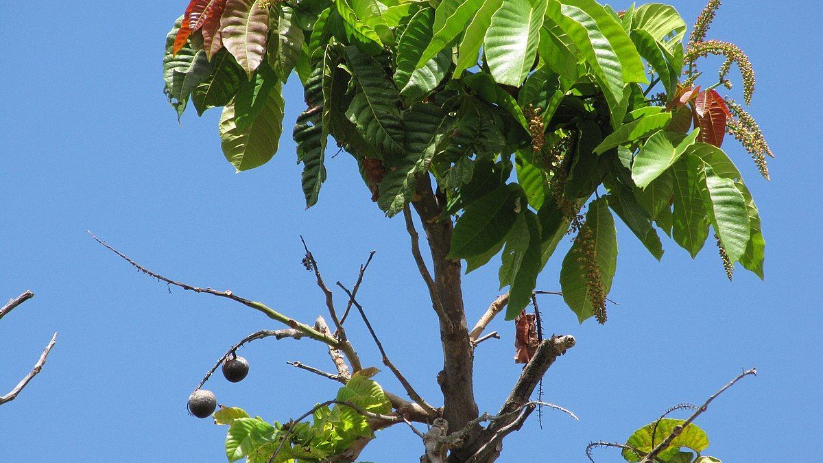 6 Manfaat Buah Matoa untuk Kecantikan, Bantu Cegah Penuaan Dini