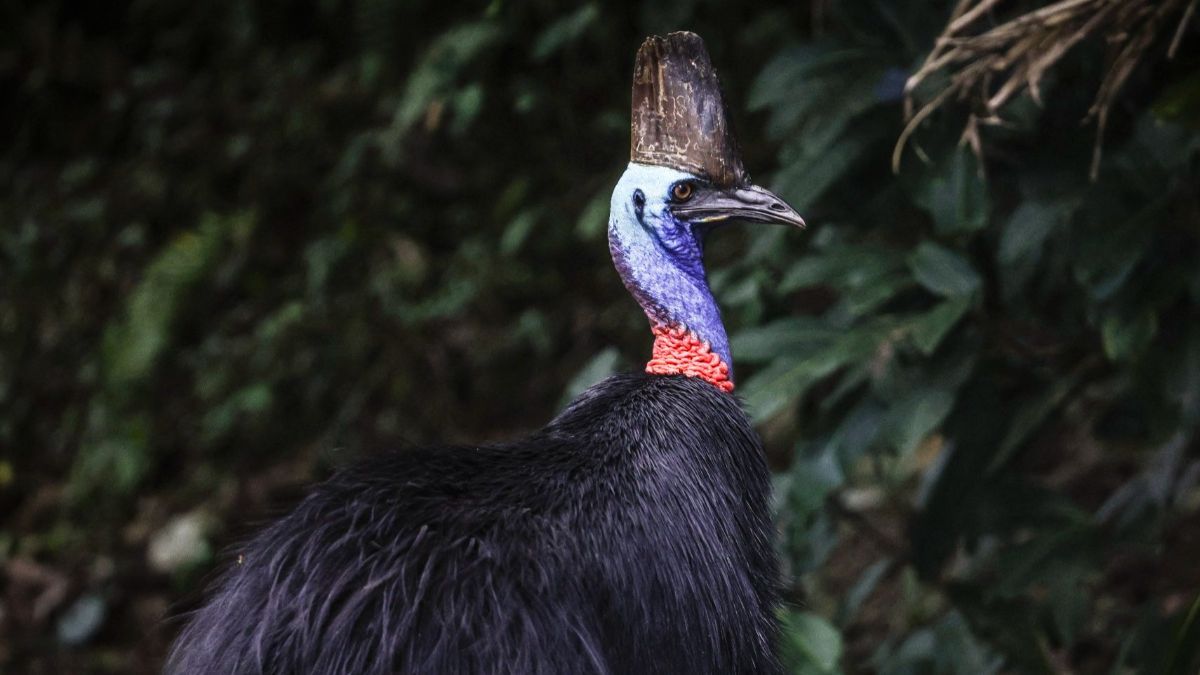 FOTO: Cantiknya Kasuari, Burung Purba Endemik Papua dan Australia yang Terancam Punah