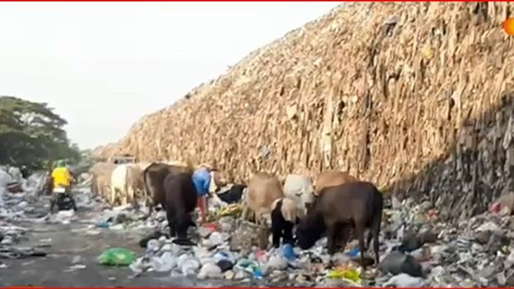 Potret Miris Sapi Makan Sampah di TPA Putri Cempo Solo Jelang Hari Raya Kurban, Berbahaya Jika Dikonsumsi