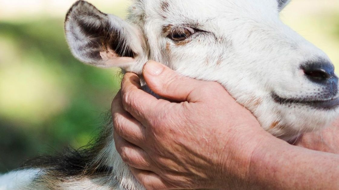 Benarkah Daging Kambing Bisa Picu Masalah Darah Tinggi? Ini Fakta Sesungguhnya