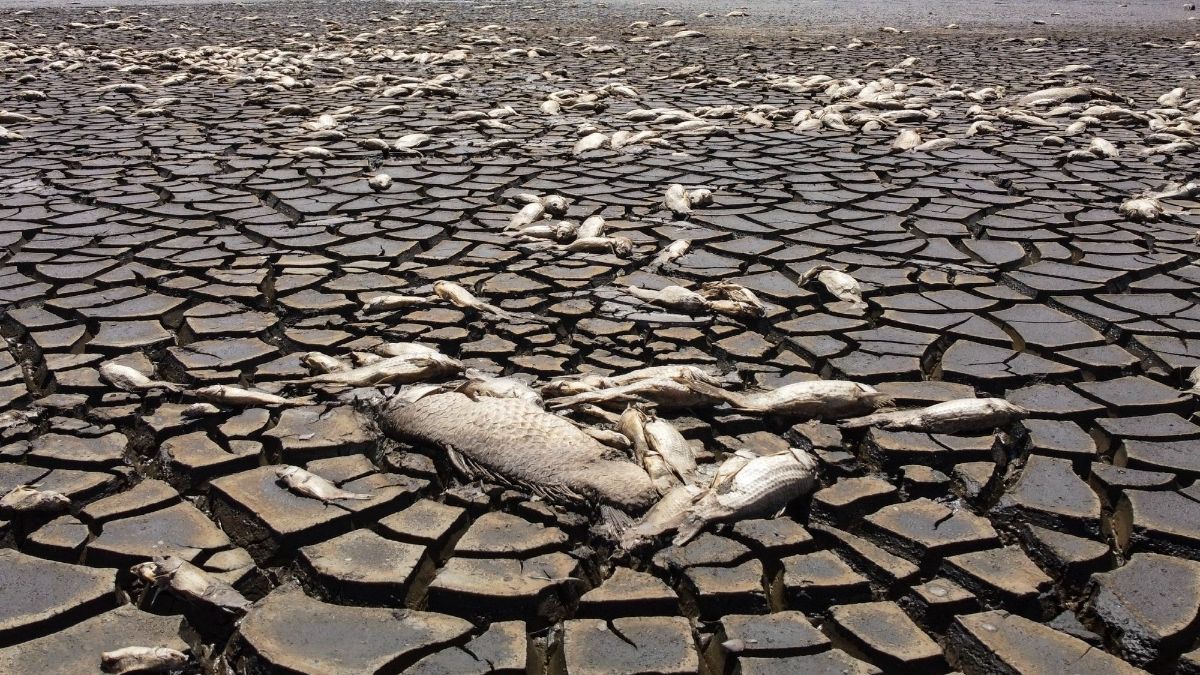 FOTO: Potret Kemarau Ekstrem Landa Meksiko: Danau Mengering, Ribuan Ikan Mati