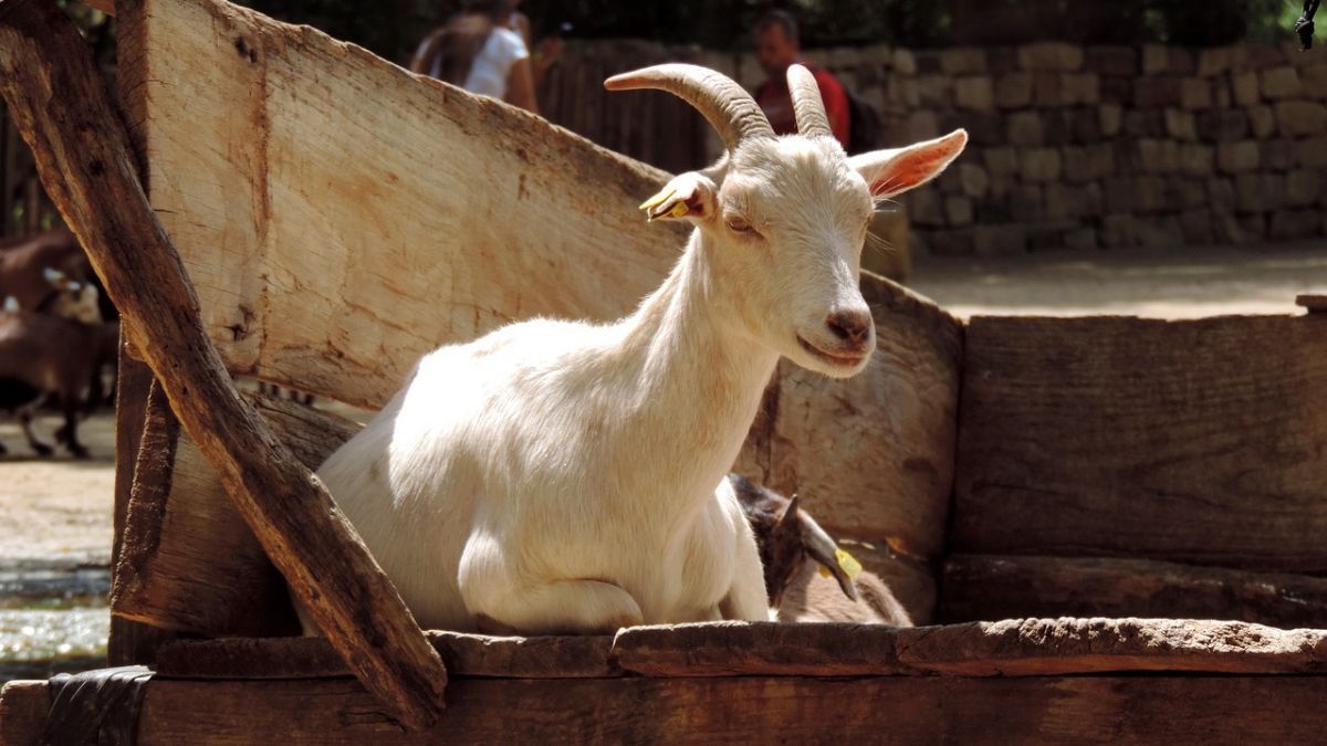 5 Syarat Kambing Kurban Idul Adha, Perhatikan Umur dan Kondisi Fisik