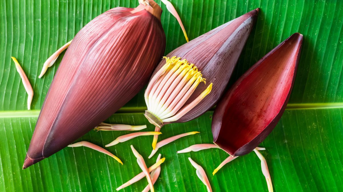 Cara Mudah Rebus Jantung Pisang agar Tidak Pahit dan Awet Putih, Cukup Pakai 1 Bahan Dapur