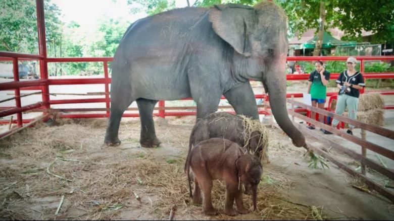 Peristiwa Langka dan Ajaib, Gajah Terancam Punah di Thailand Lahirkan Sepasang Bayi Kembar