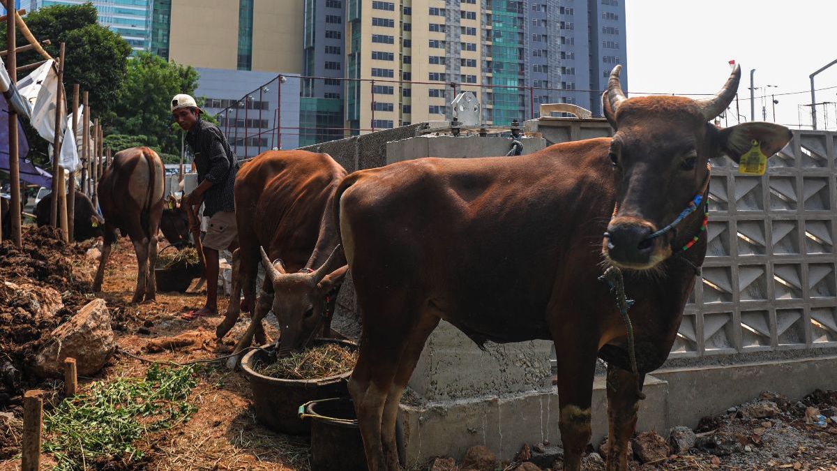 Cara Memilih Hewan Kurban yang Baik Sesuai Syariat Islam