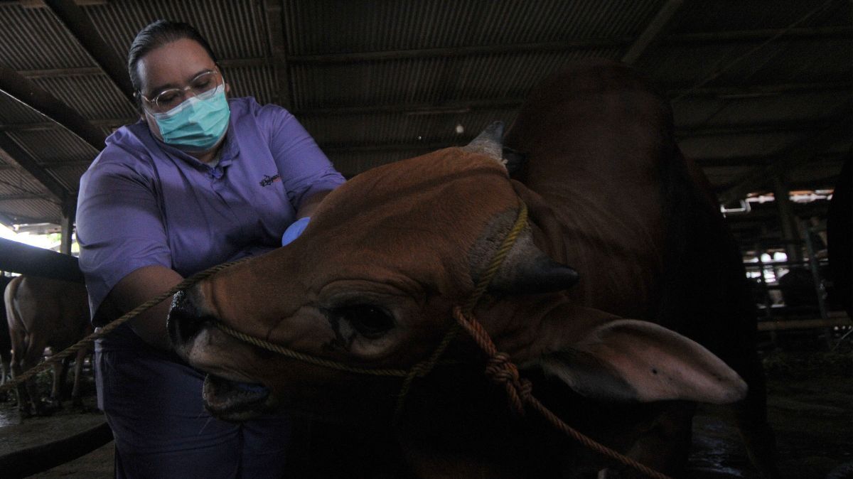 FOTO: Jamin Kualitas Hewan Kurban, Sapi-Sapi di RPH Dharma Jaya Jalani Cek Kesehatan