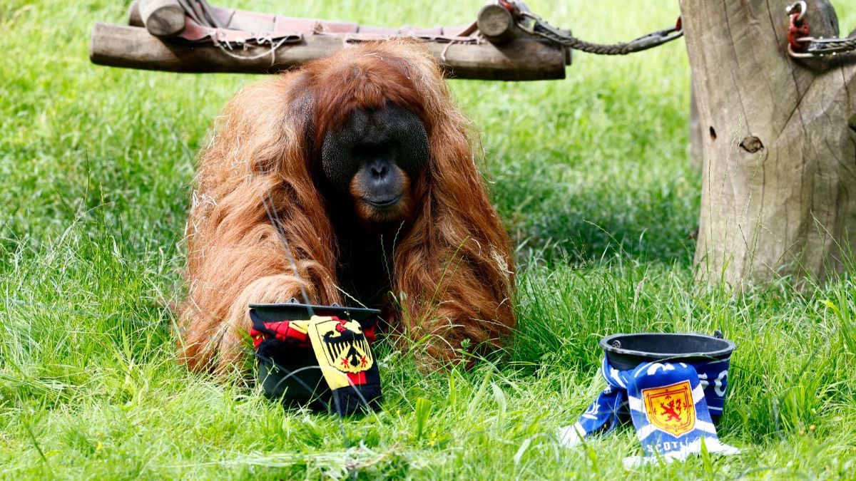 FOTO: Momen Orangutan Sumatera Prediksi Hasil Pertandingan Jerman vs Skotlandia di Euro 2024, Siapa Pemenangnya?