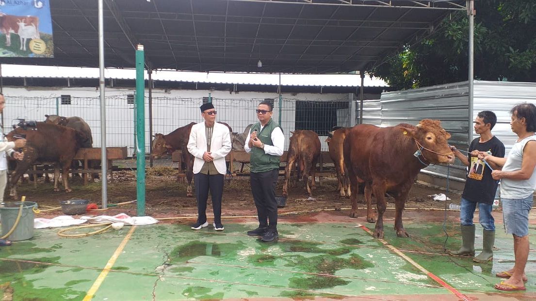 Penampakan Sapi Kurban Berbobot 500 kg Milik Gibran Rakabuming Raka di Masjid Agung Al Azhar