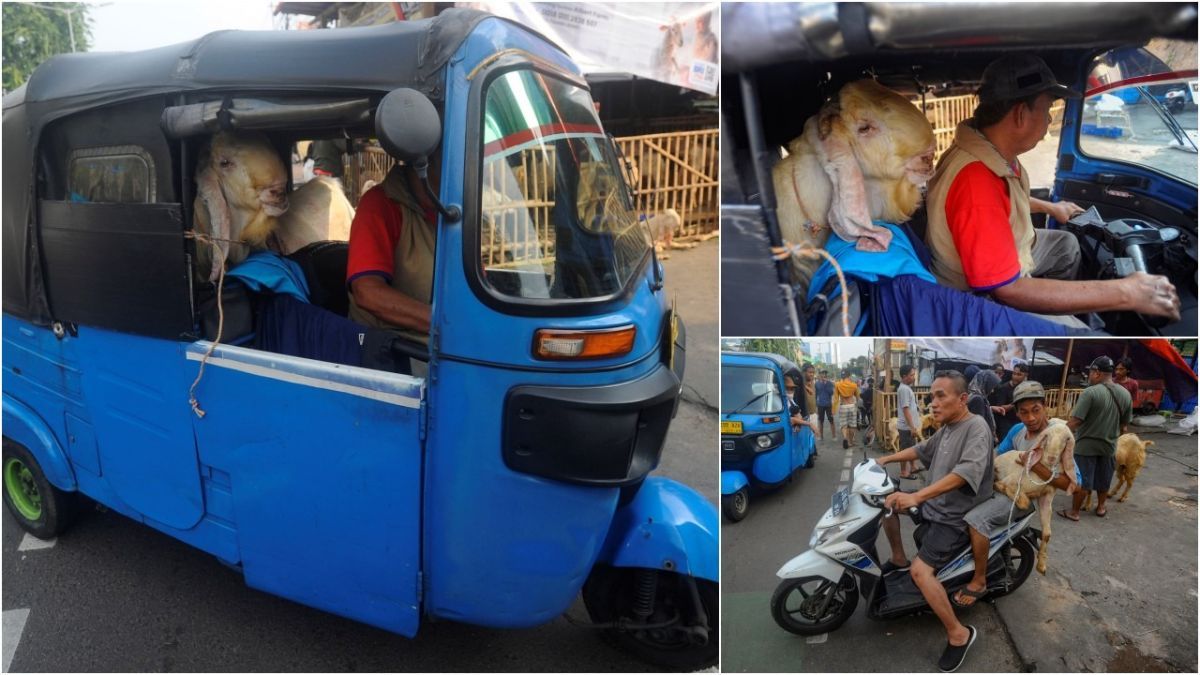 FOTO: Gaya Pembeli Serbu Hewan Kurban Sehari Jelang Iduladha, Mulai dari Kambing Naik Motor sampai Naik Bajaj