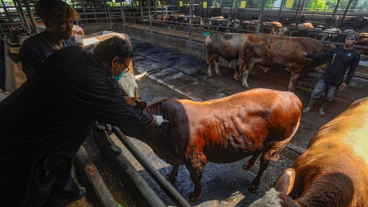 Kemenag Gandeng LDII Jakarta Latih Ratusan Juleha untuk Penyembelihan Hewan Kurban