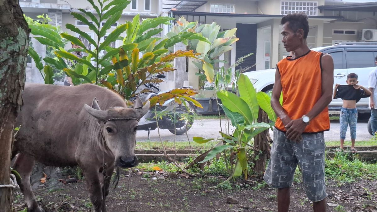 Kisah Wahidun, Buruh Bangunan Nabung Rp55 Ribu Setiap Pekan untuk Berkurban Sapi