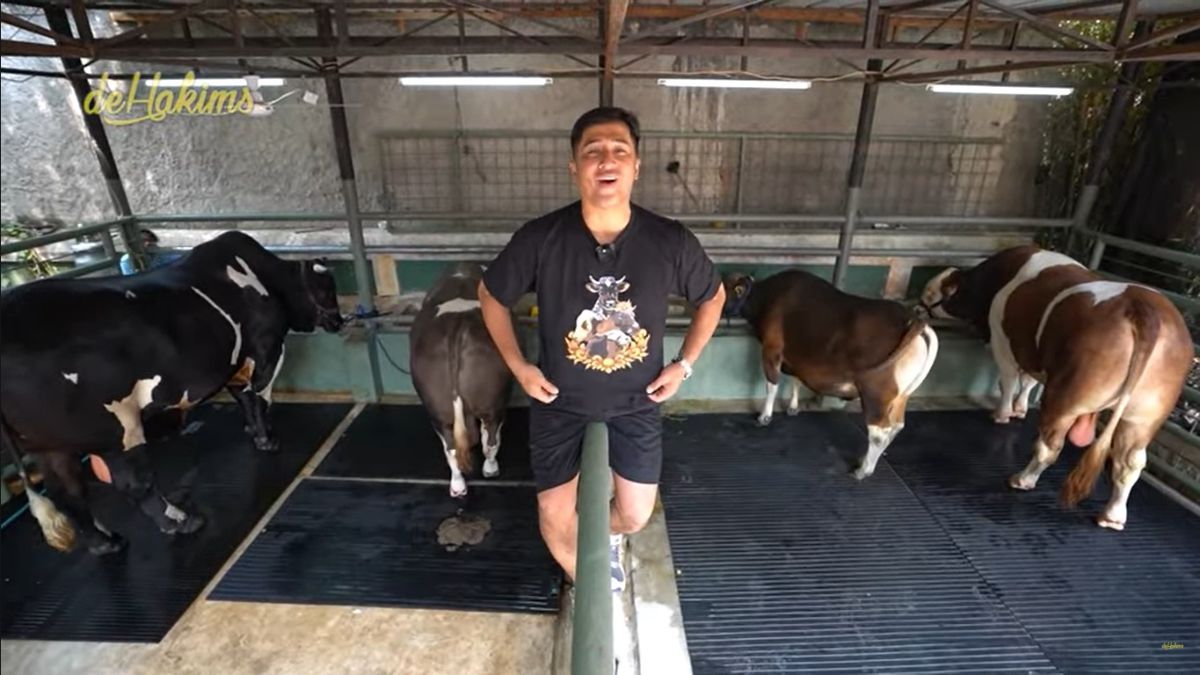 Penampakan 7 Sapi Jumbo Irfan Hakim di Momen Idul Adha Tahun ini, Sapi Paling Besar Bobotnya Bikin Melongo