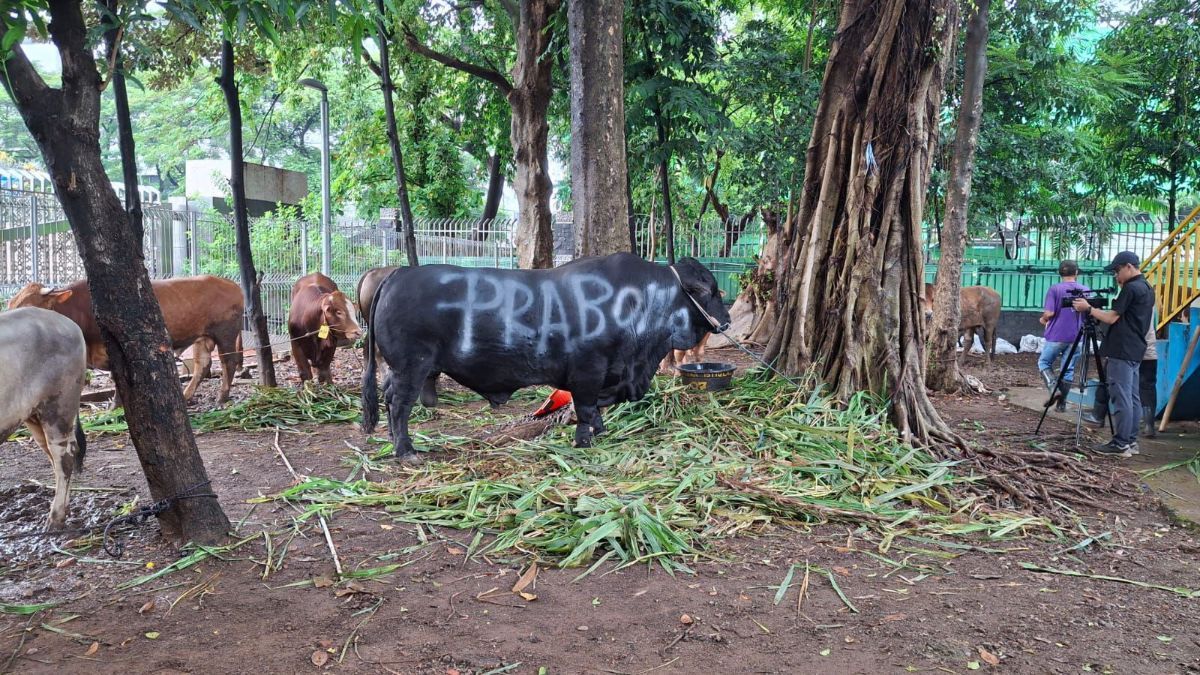 Prabowo Potong 38 Sapi Kurban di Hambalang