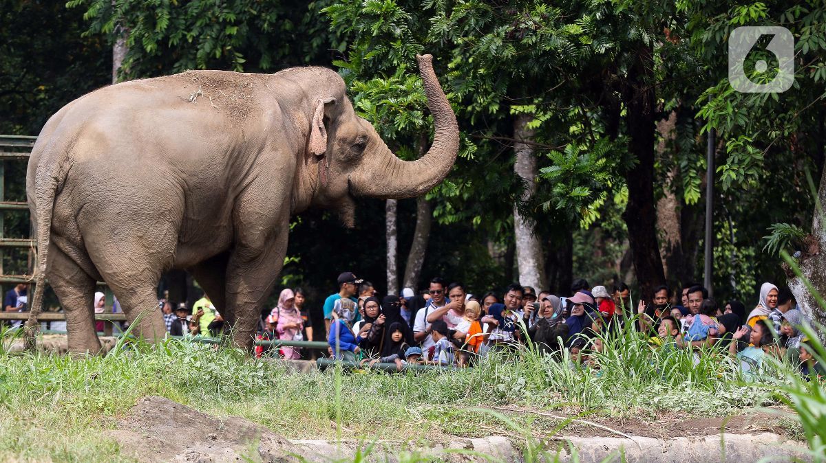 Taman Margasatwa Ragunan Tetap Beri Pelayanan Hari Raya IdulAdha, Buka dari Jam 09.00-16.00 WIB