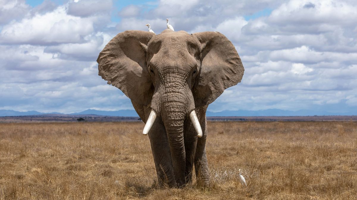 Ilmuwan ungkap Sesama Gajah Ternyata Punya Nama Masing-masing