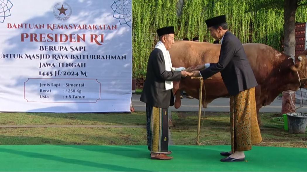 Jokowi Kurban Sapi Limosin Berbobot 1,25 Ton di Masjid Baiturrahman Semarang