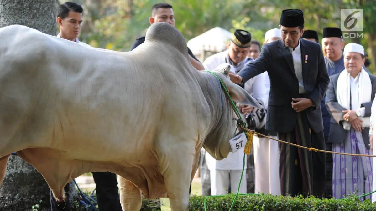 Potret 4 Sapi Jumbo pada Momen Iduladha di Masjid Al Akbar Surabaya, Beratnya Capai 1.150 Kilogram