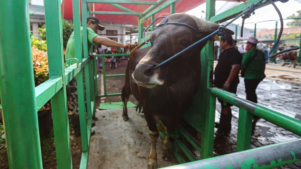 FOTO: Semangat Gotong-Royong Warga  Sembelih Hewan Kurban di Masjid Jami Daarul Falaah, Jakarta Selatan