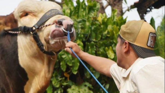 Begini Tata Cara Sembelih Hewan Kurban, Wajib Perhatikan yang Halal dan Haram