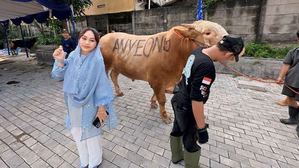 Zita Anjani Berkurban Dua Sapi Limosin di Cipinang, Namanya Anyeong dan Haseyo