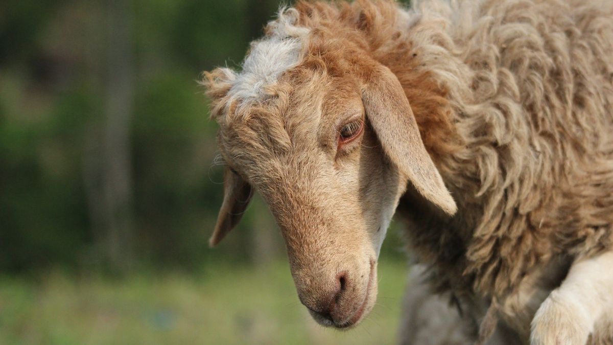 Mendadak Pusing Setelah Makan Daging Kambing? Begini Cara Mengatasinya Cukup Pakai Bumbu Dapur