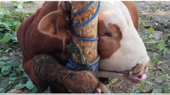 Viral Sapi Kurban di Salah Satu Masjid di Gunungkidul Mati karena Terjerat Tali, Begini Akhirnya