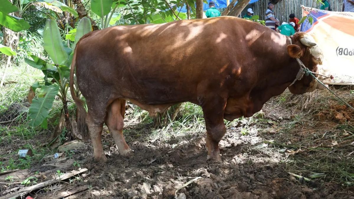 Jokowi Kurban Sapi 900 Kg untuk Warga Sekitar IKN