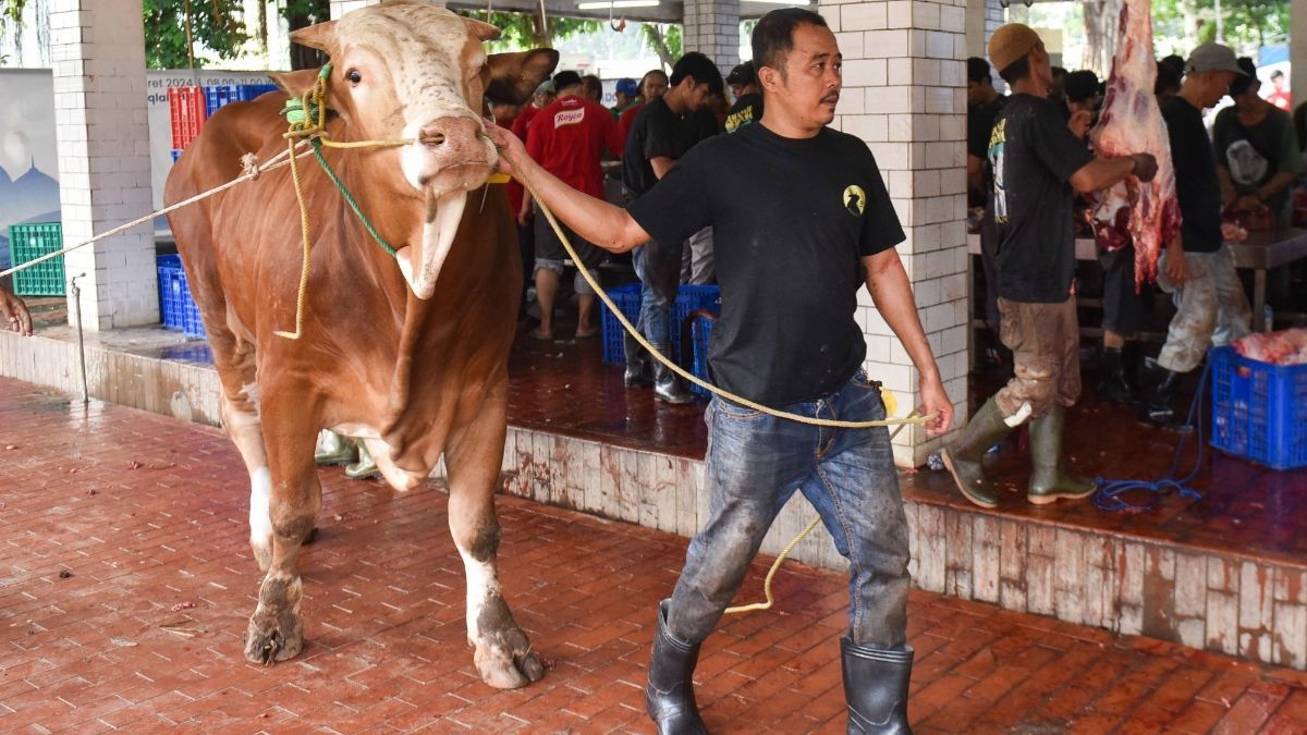 FOTO: Masjid Istiqlal Mulai Sembelih 72 Ekor Hewan Kurban, Ada Sapi Jokowi, Prabowo, Gibran hingga Megawati