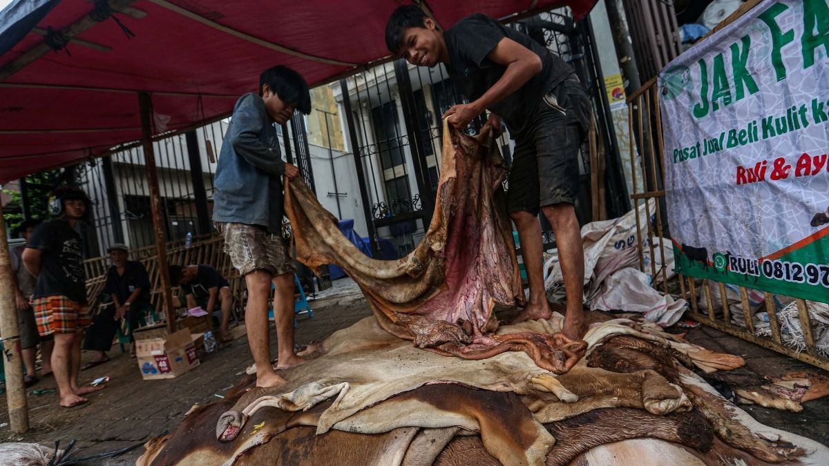 FOTO: Berkah Iduladha Bagi Pengepul Kulit Hewan Kurban di Tanah Abang