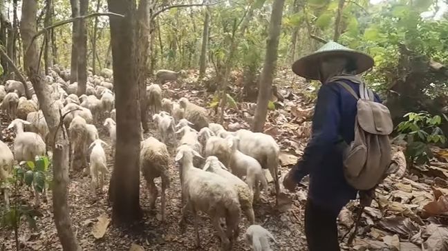 Bikin Melongo, Anggota TNI Ini Sukses Ternak Domba Sampai 300 Ekor