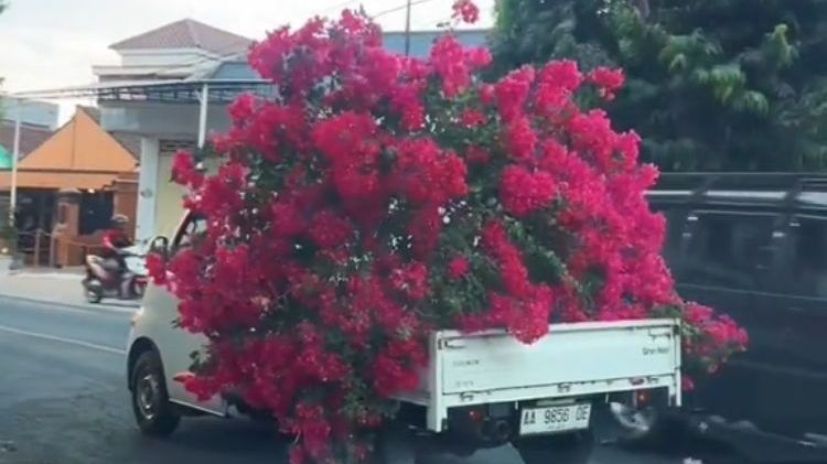 Lihat Pohon Bunga Cantik di Pinggir Jalan, Emak-emak Ini Cabut dan Bawa Pulang ke Rumah