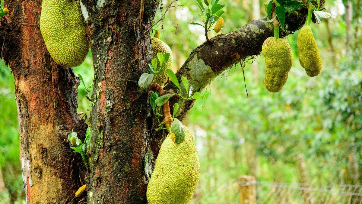 Apakah Buah Nangka Aman Bagi yang Punya Kolesterol Tinggi? Simak Penjelasannya