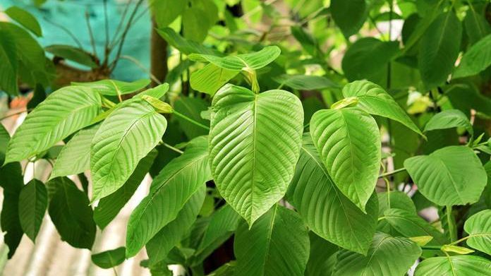 Moeldoko: Kratom Tidak Masuk Kategori Narkotika