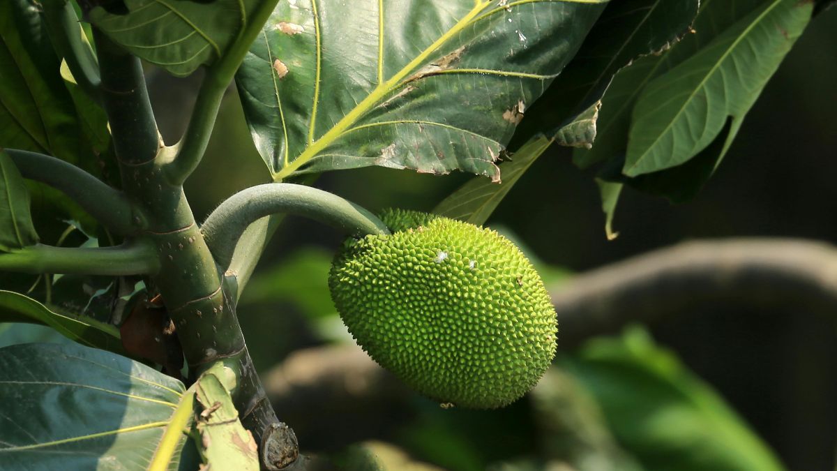 6 Manfaat Buah Sukun untuk Ginjal, Bantu Cegah Peradangan