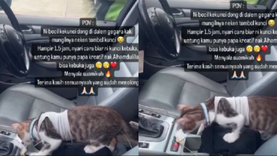 Momen Lucu Mobil Terkunci dari Dalam Gara-Gara Tingkah Kucing