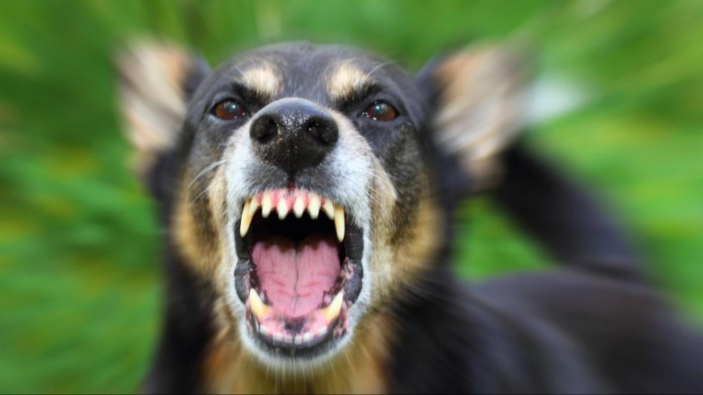 Pemerintah Targetkan NTT Bebas Rabies pada Desember 2024