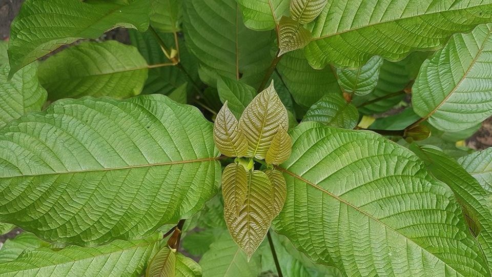 133 Orang Direhabilitasi BNN Akibat Konsumsi Tanaman Kratom, Ini Efek Sampingnya Bagi Tubuh