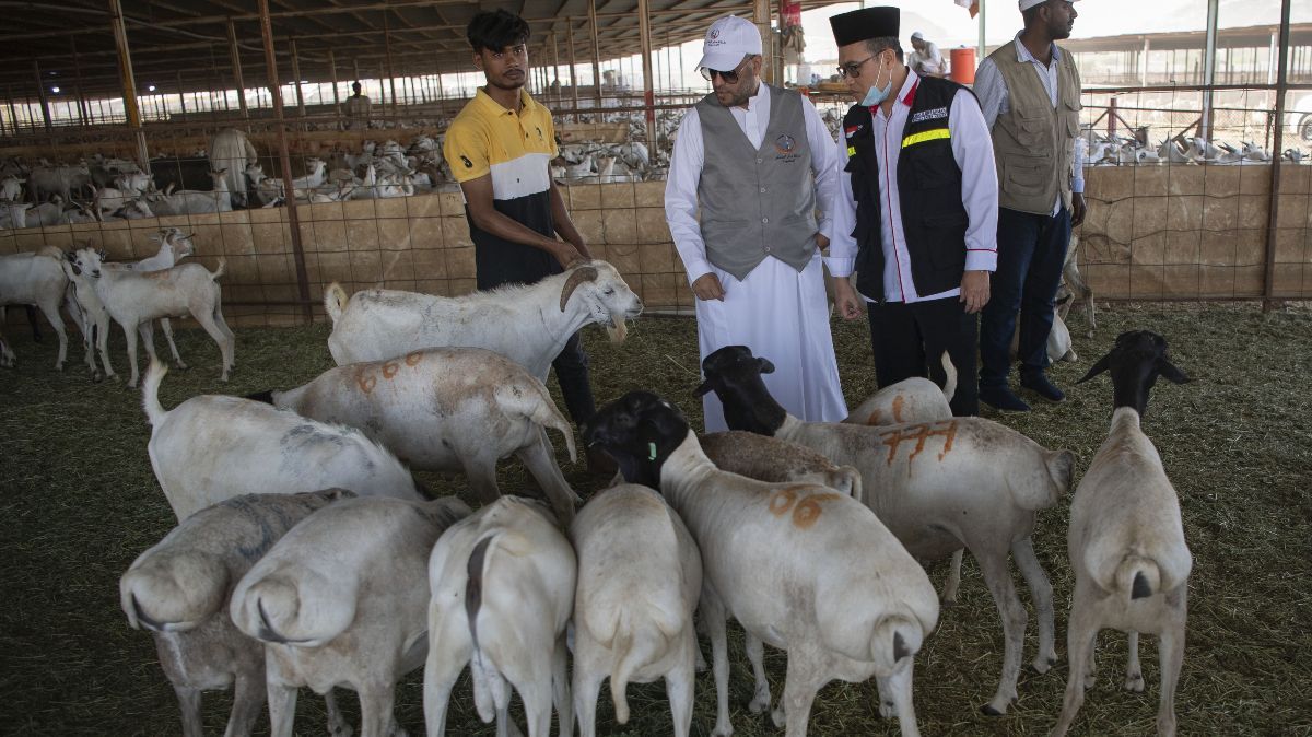 Pengelolaan Dam Petugas dan Jemaah Haji Harus Sesuai Standar Syariah